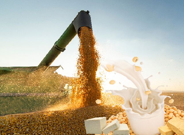 Marché du tofu, recherche urbaine allemande